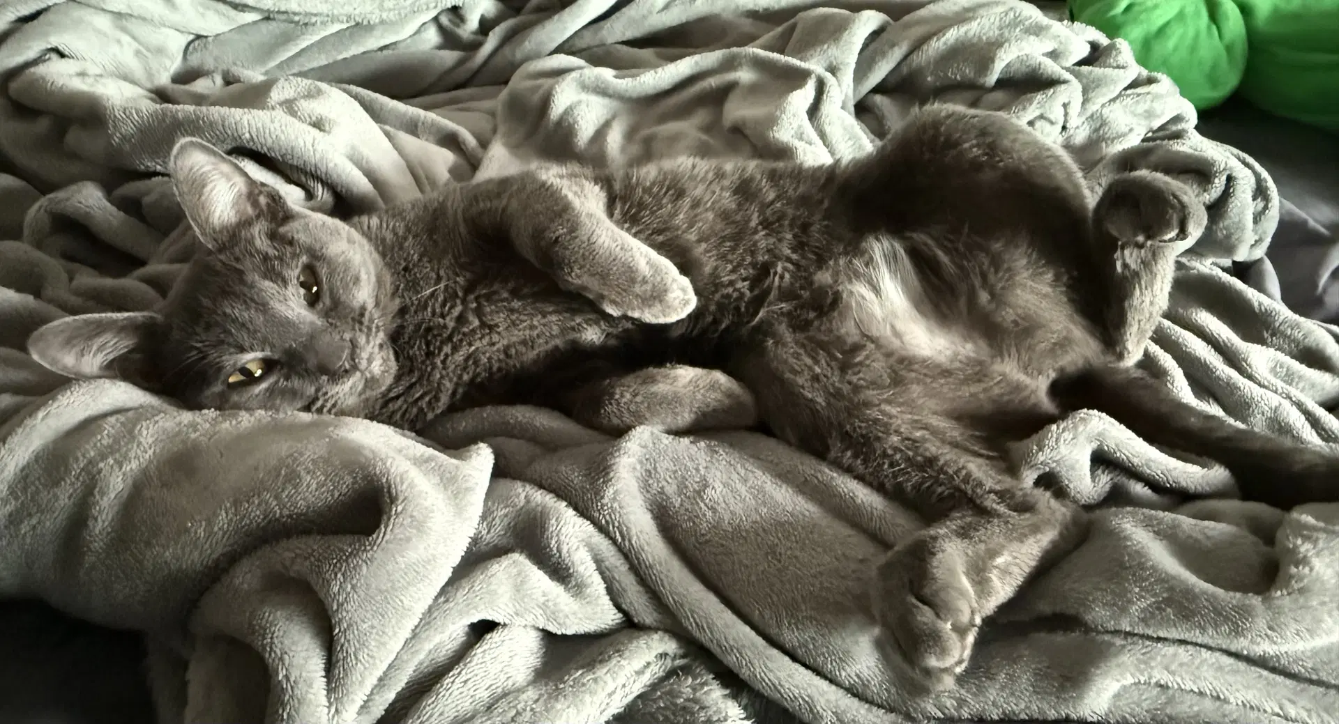 Luna - Domestic Short Hair
