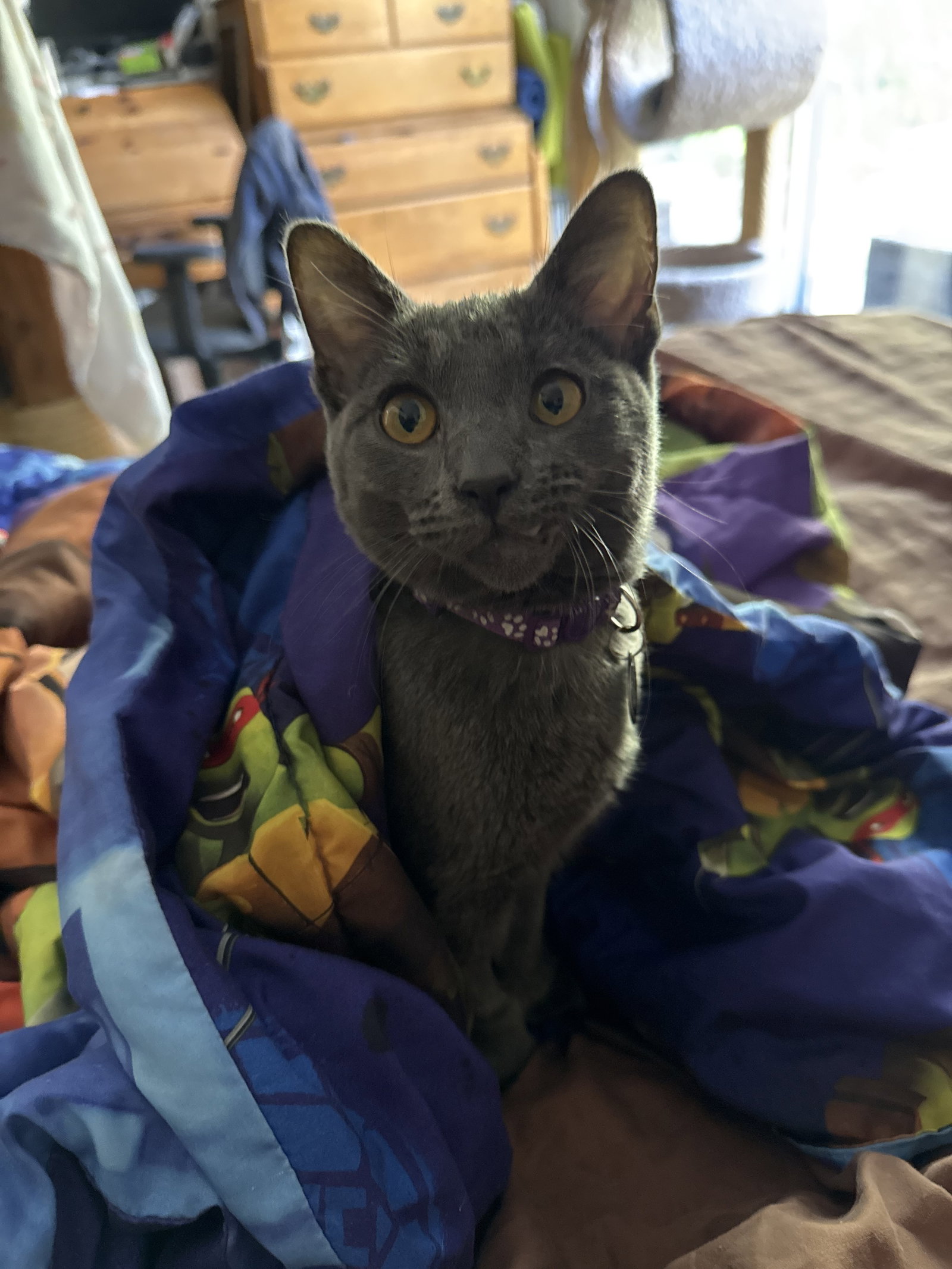 Luna, photo 4