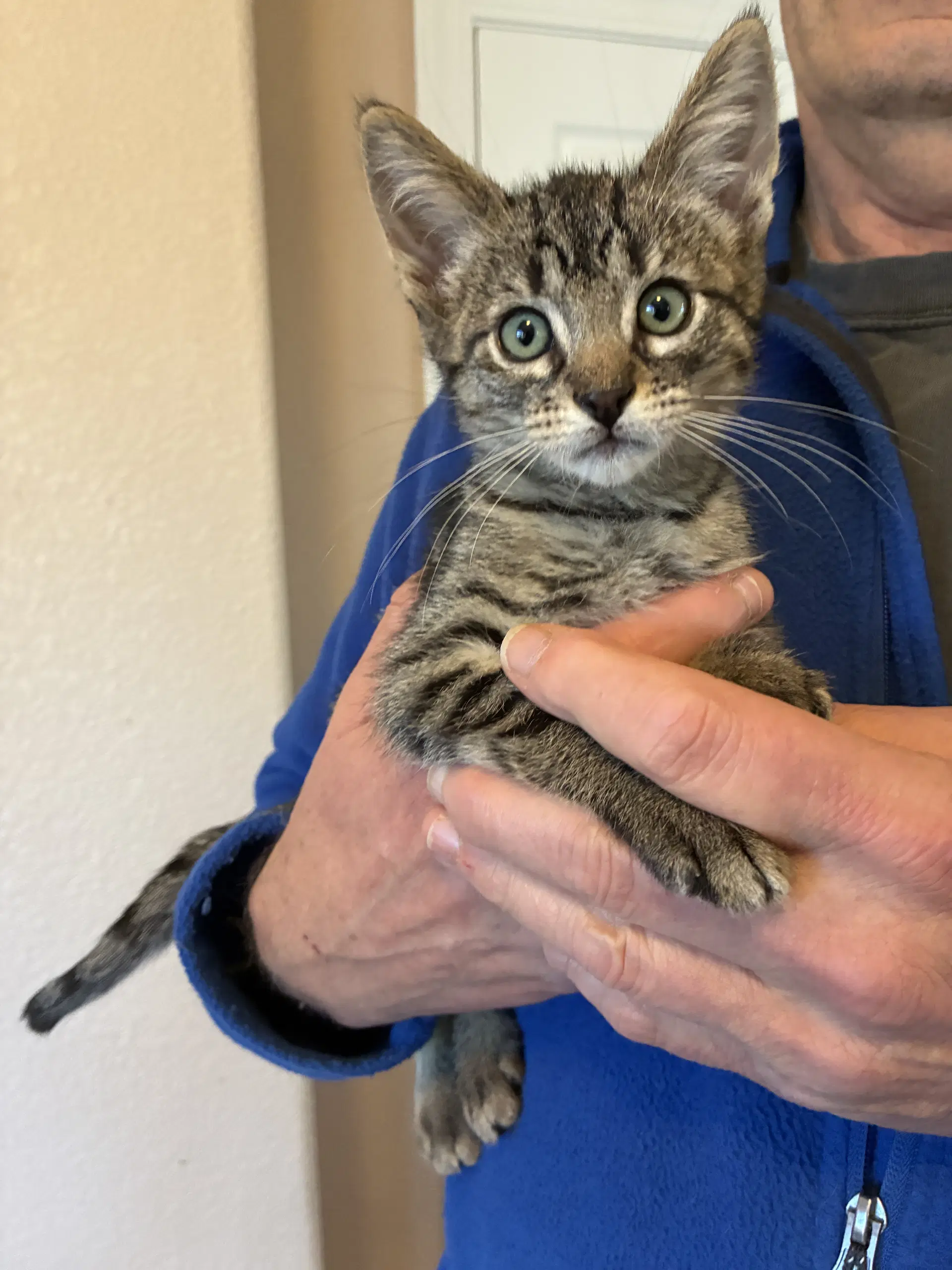 Darrow - Domestic Short Hair