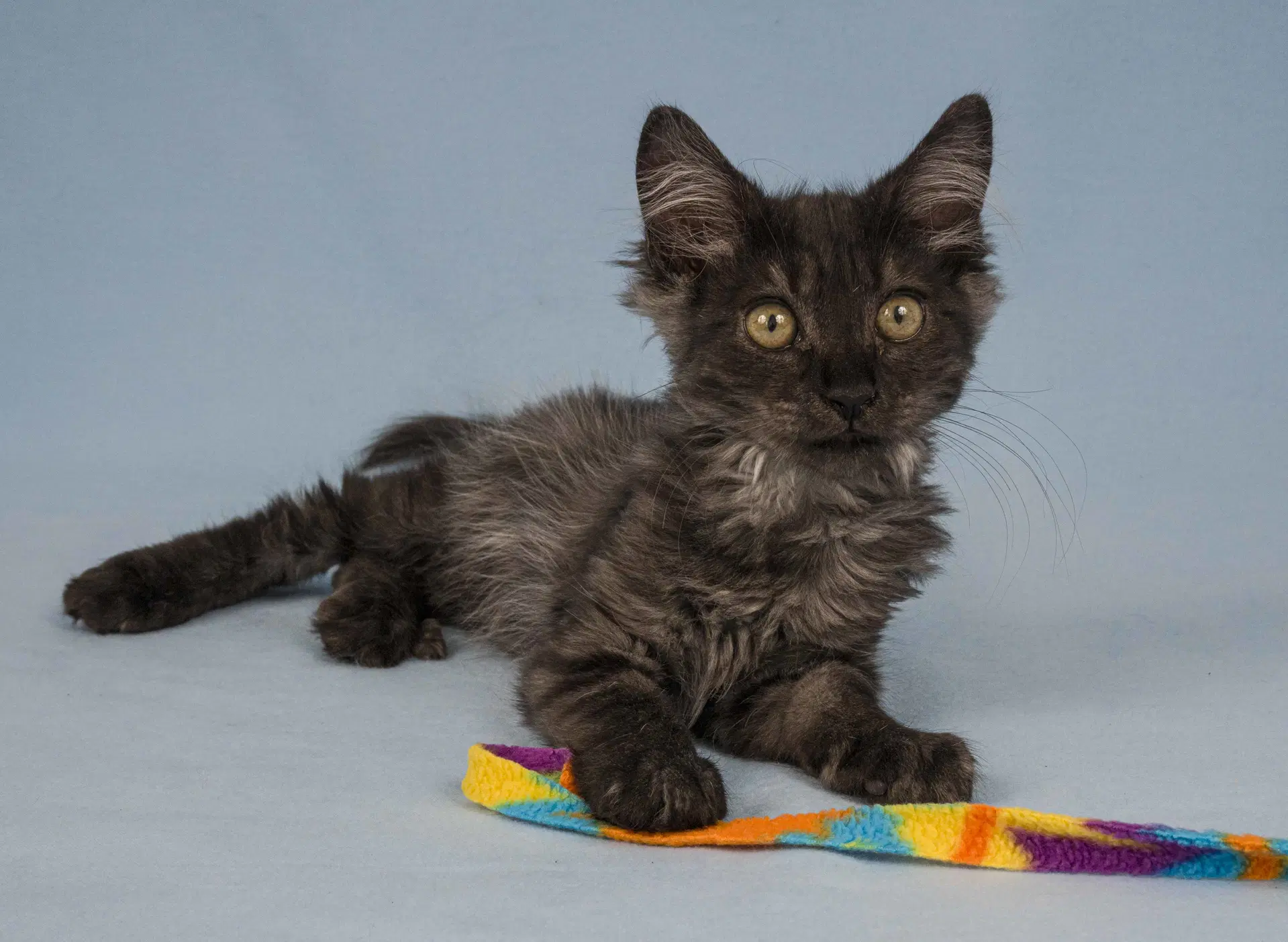 Smokey - Domestic Long Hair