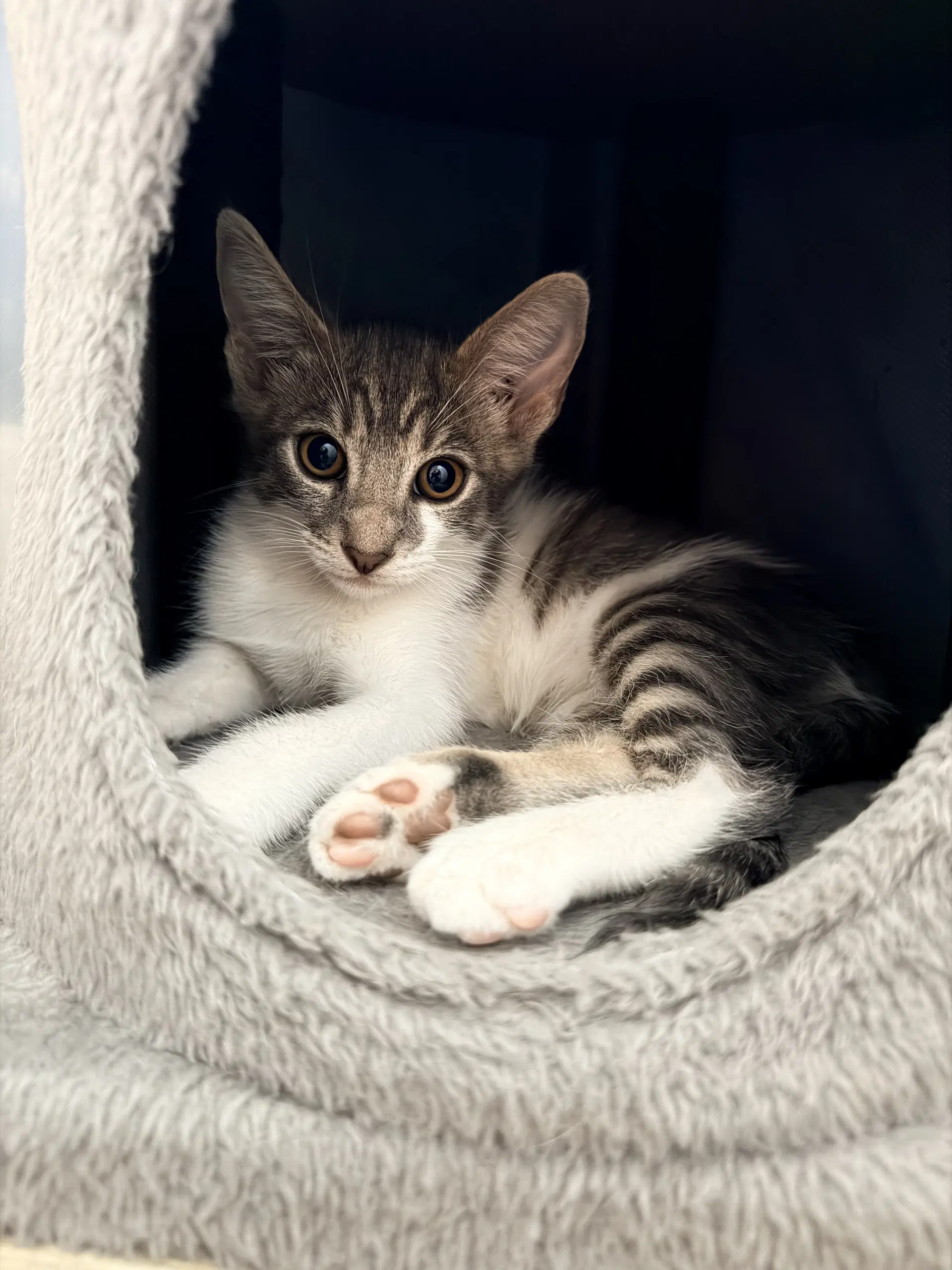 Prince - Domestic Short Hair