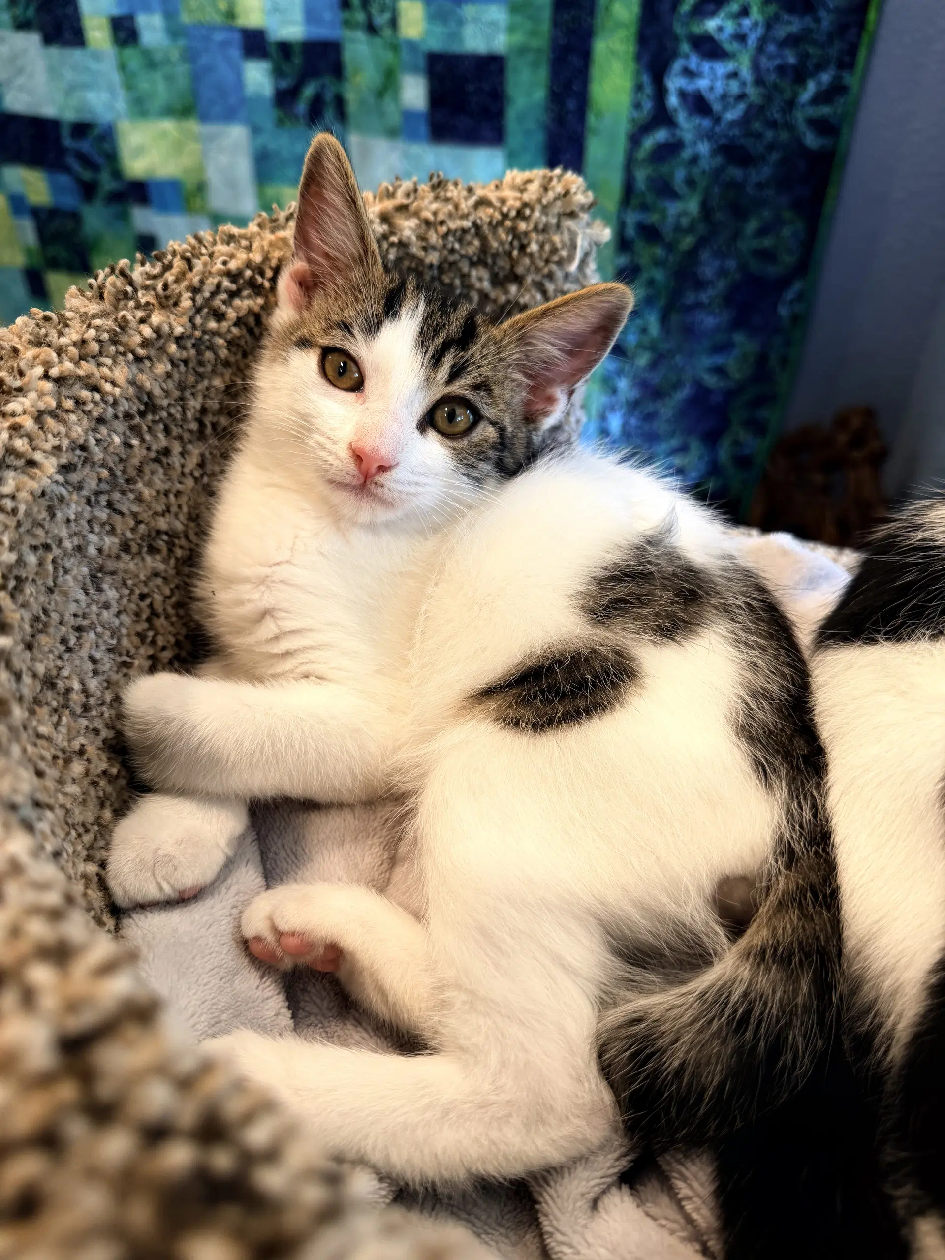 Baron - Domestic Short Hair