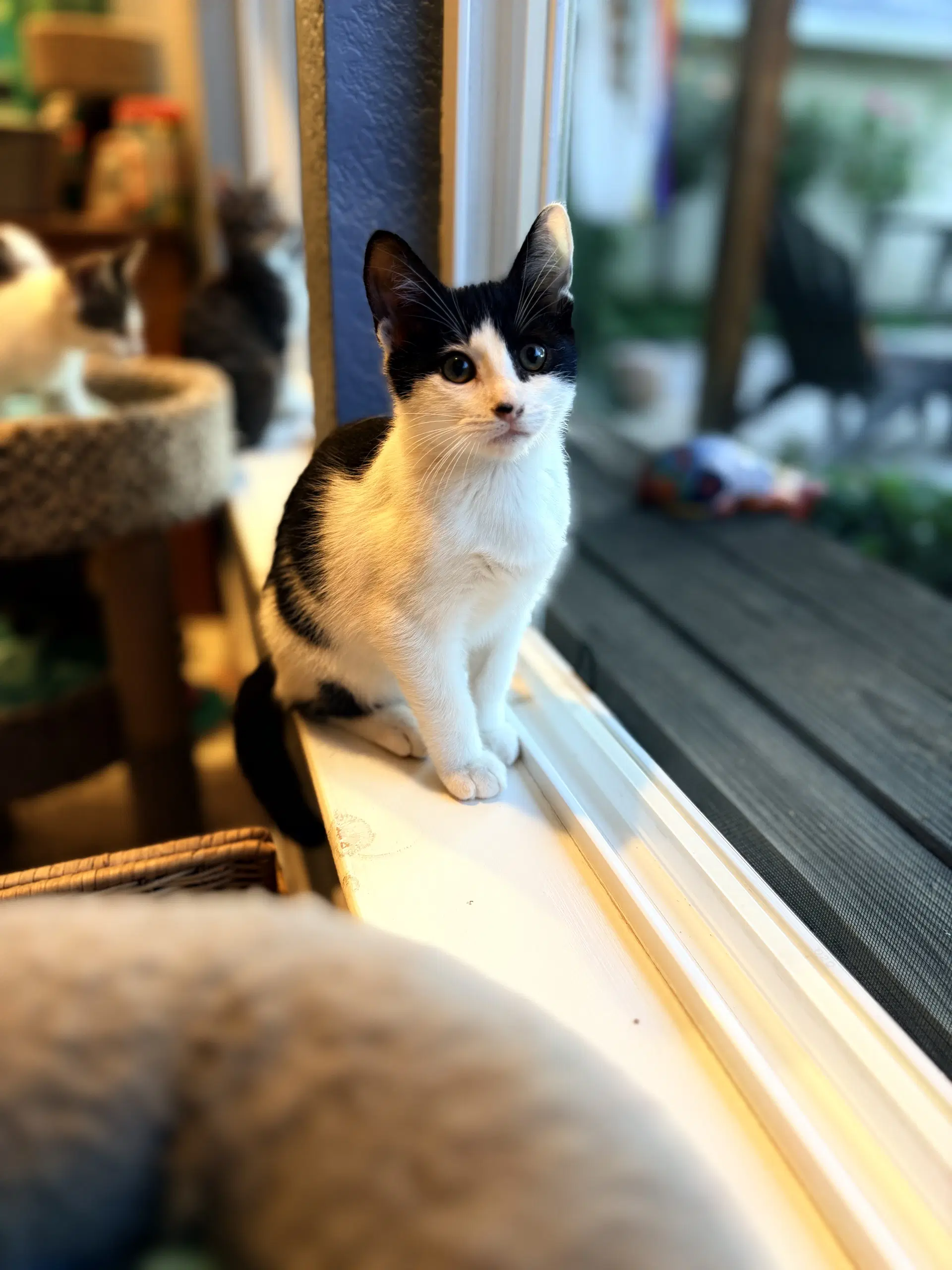 Knight - Domestic Short Hair