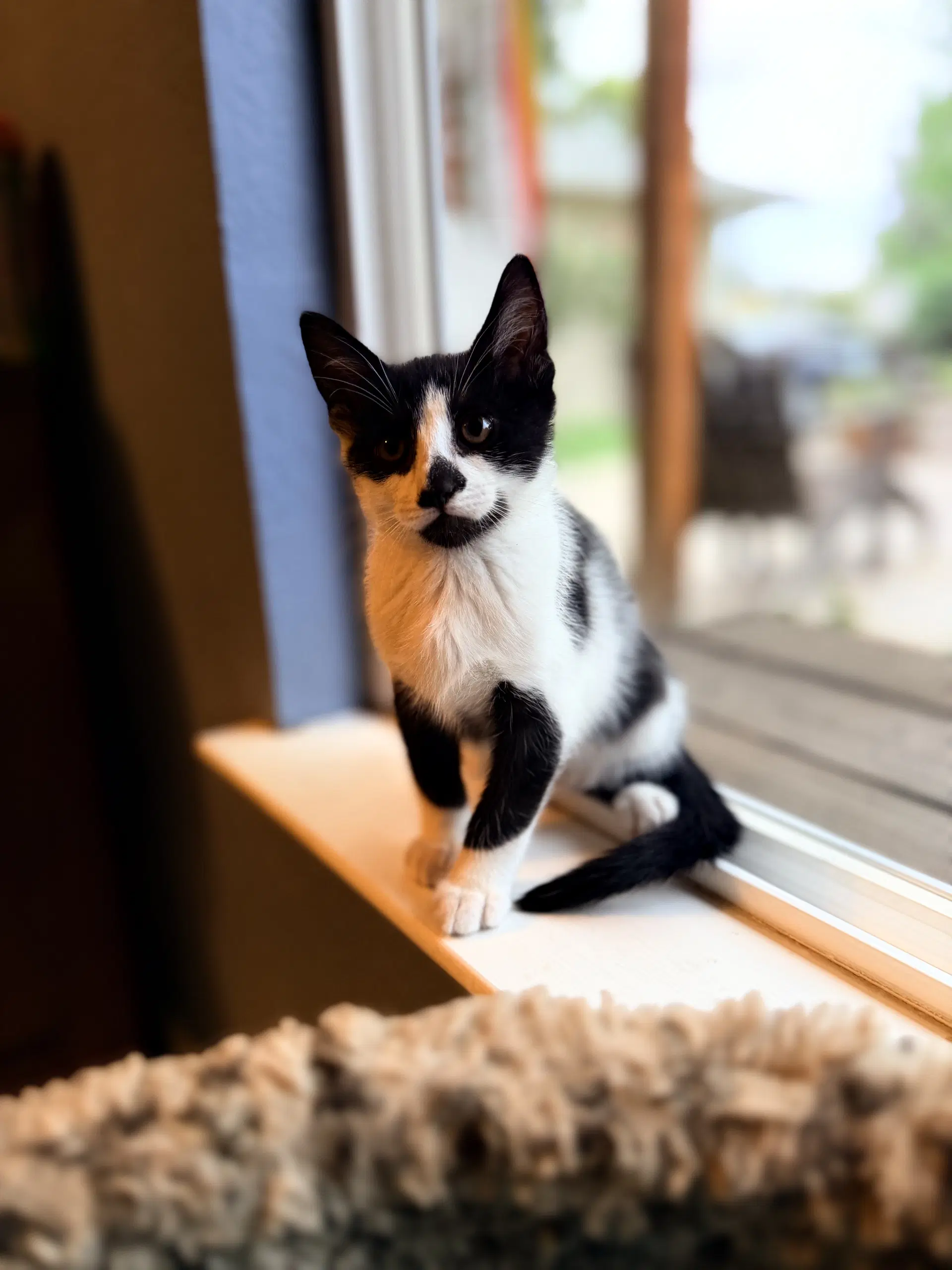 Earl - Domestic Short Hair