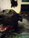 Nova