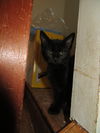 Onyx & Pixie
