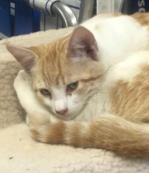 Orange & White kitty