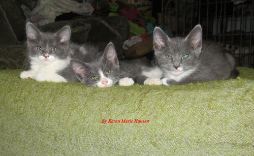 Pixie & Flurry *Courtesy Post*