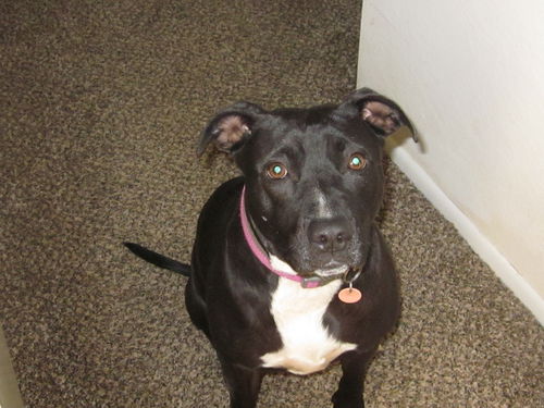 Chloe *Courtesy Post*