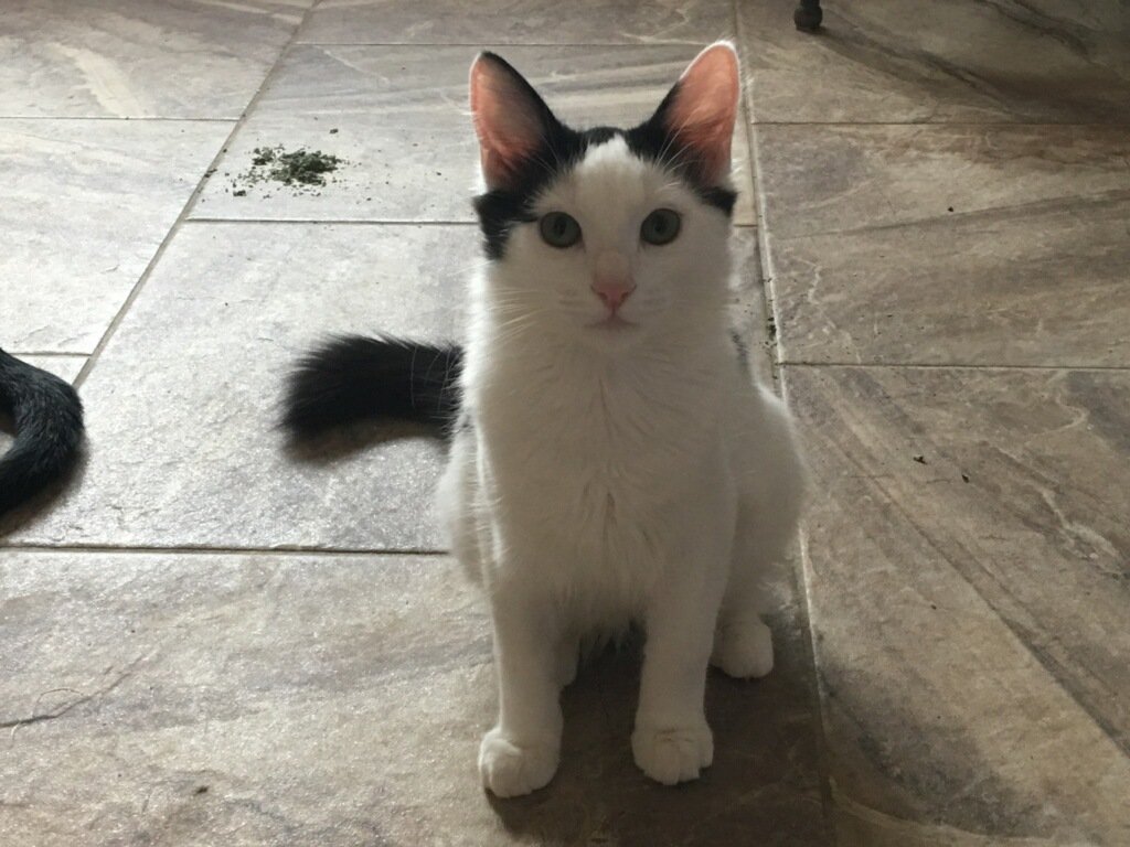adoptable Cat in Redding, CA named Barnum