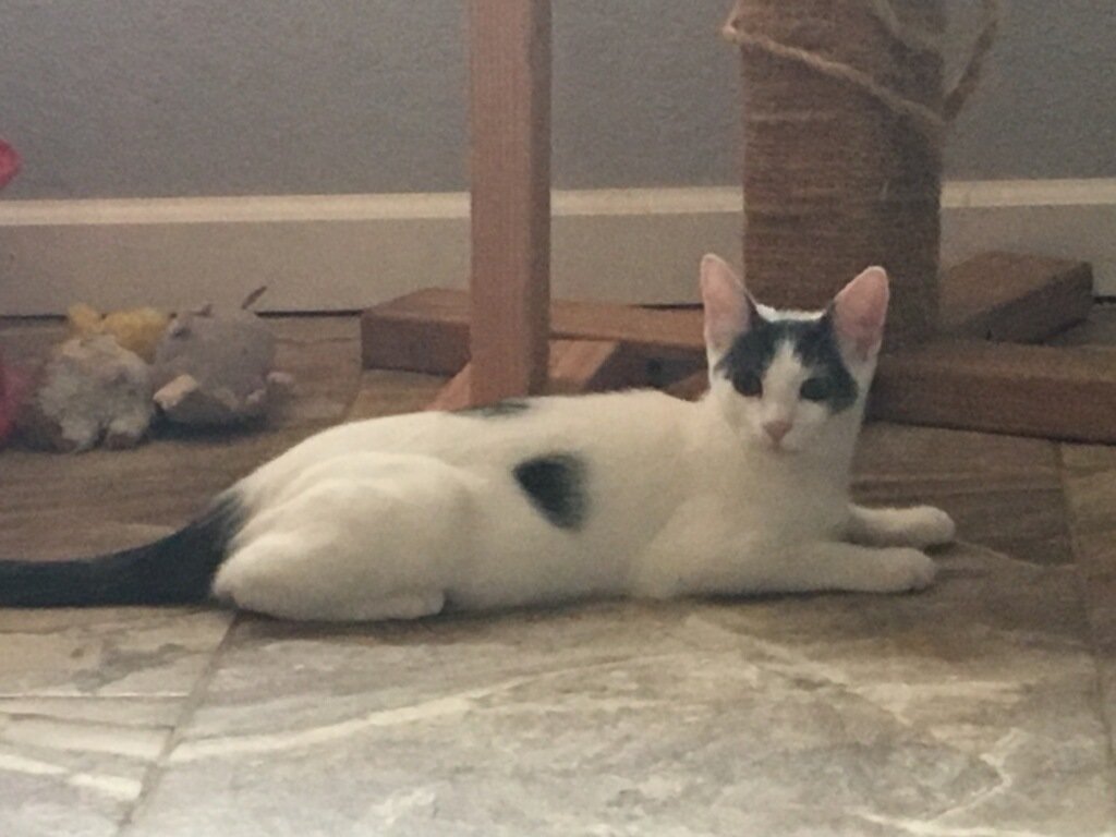 adoptable Cat in Redding, CA named Bailey