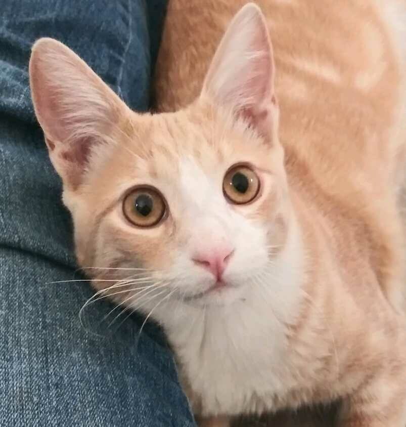 adoptable Cat in Redding, CA named Huckleberry