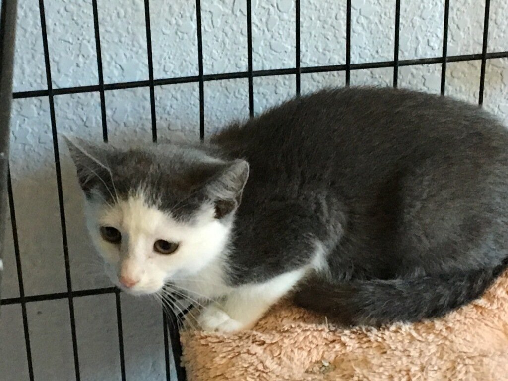 adoptable Cat in Redding, CA named Vesta