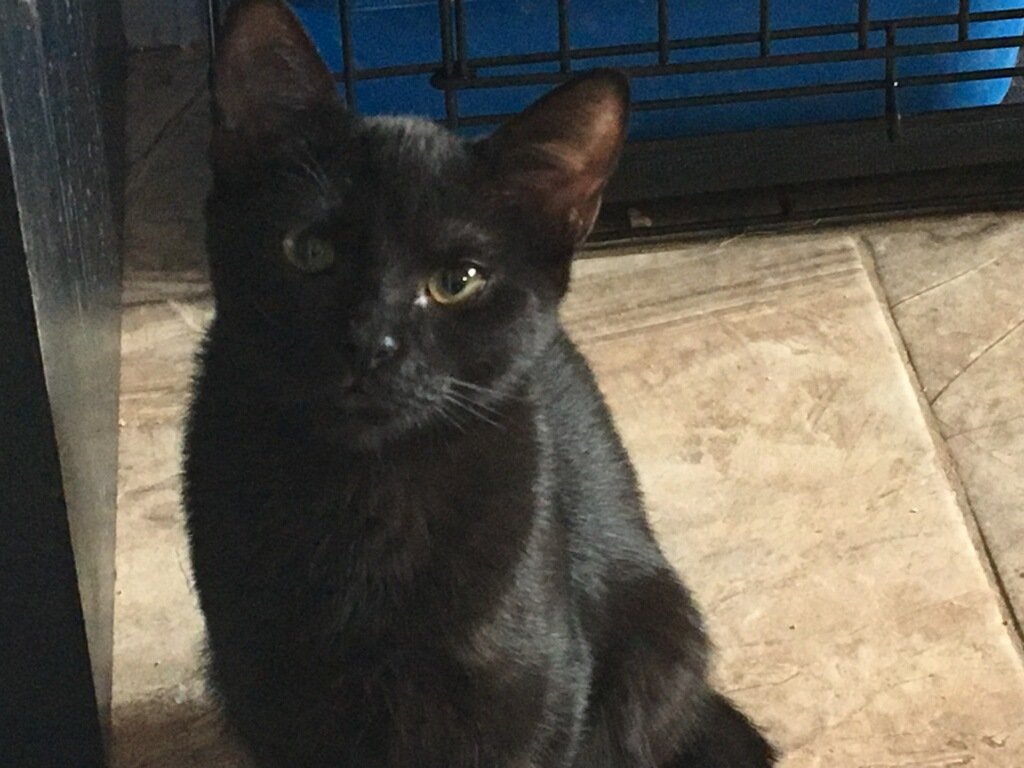 adoptable Cat in Redding, CA named Gaia