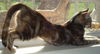 SweetPea