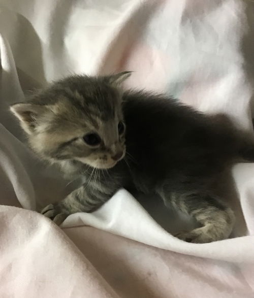 Biscuit