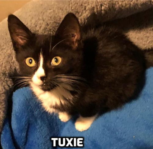 Tuxi