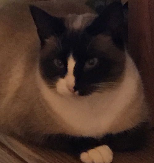 Bella *Courtesy Post*