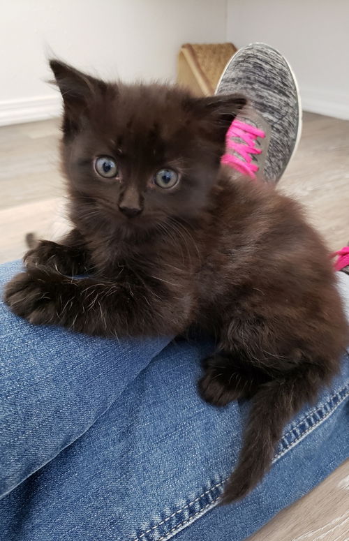 Piper
