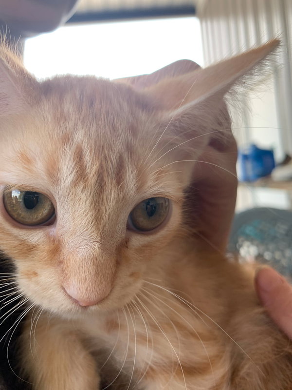 Archie