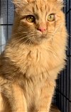 adoptable Cat in redding, CA named Archie