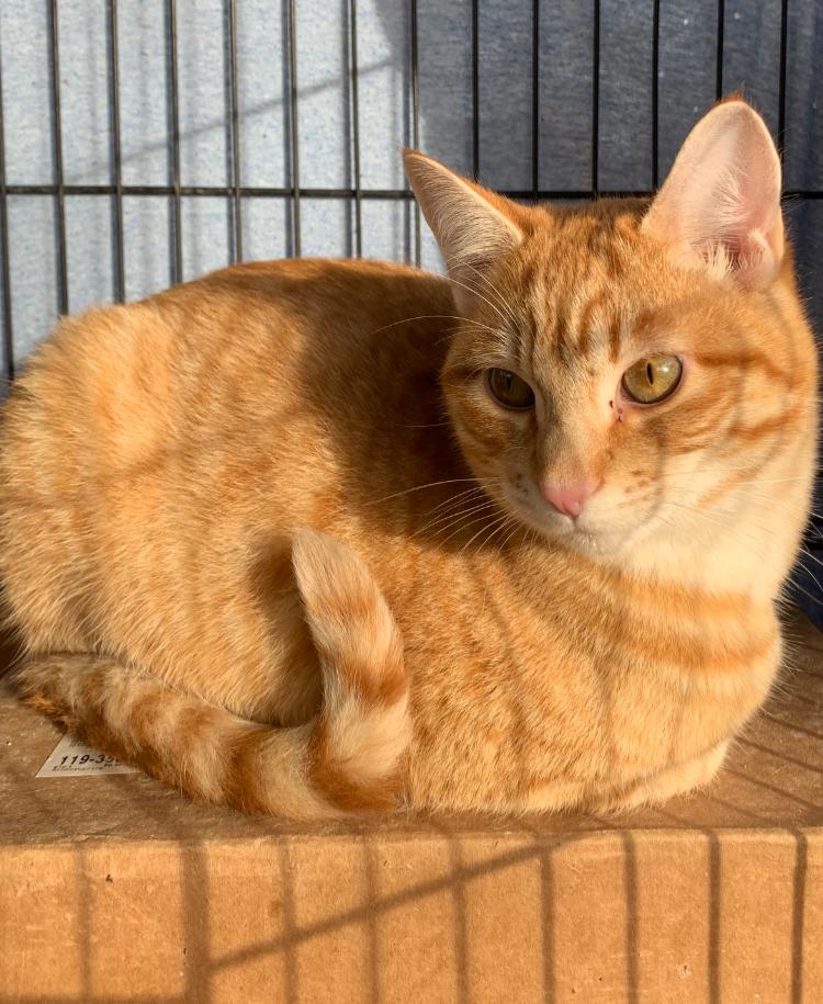 adoptable Cat in Redding, CA named Rufus