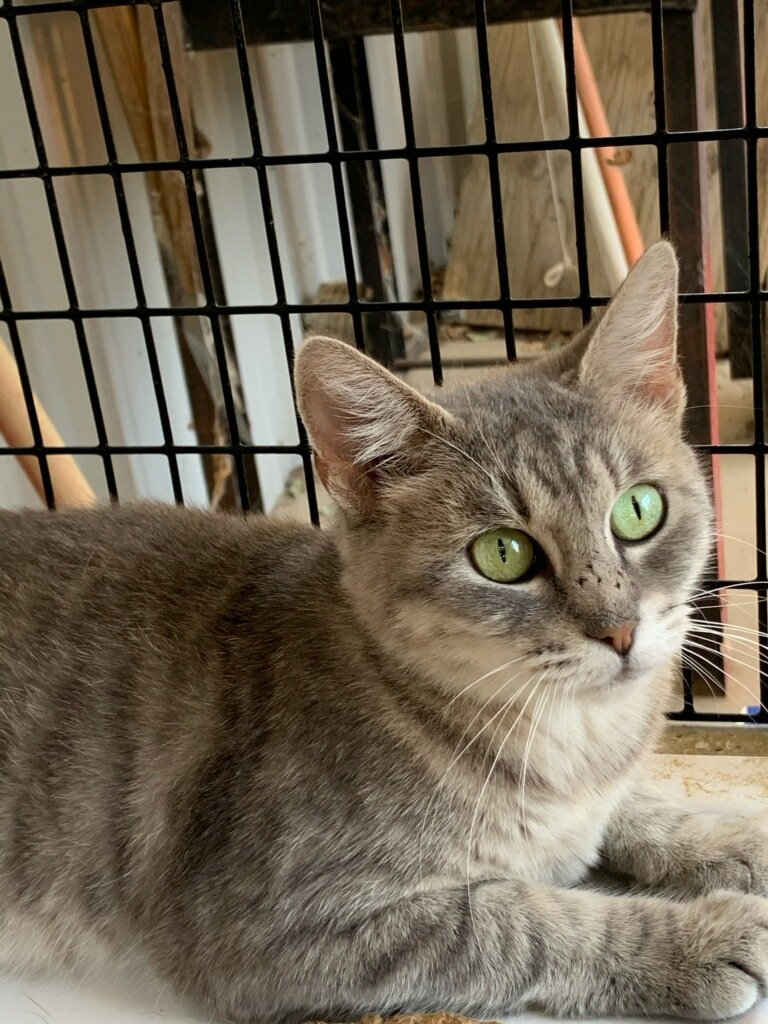 adoptable Cat in Redding, CA named Kerrigan