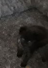 Charlie