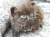 Charlie