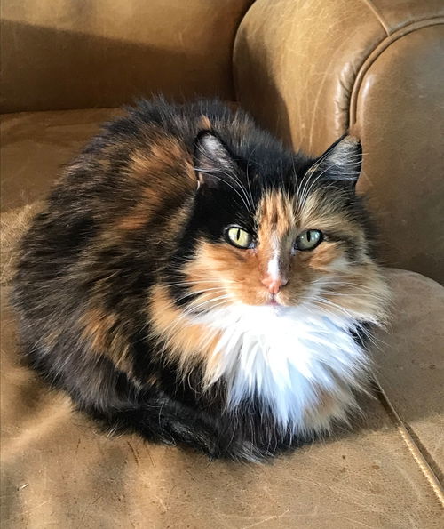Cats need home(s) asap *Courtesy post*