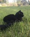 Cats need home(s) asap *Courtesy post*