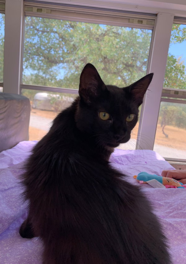 Nala