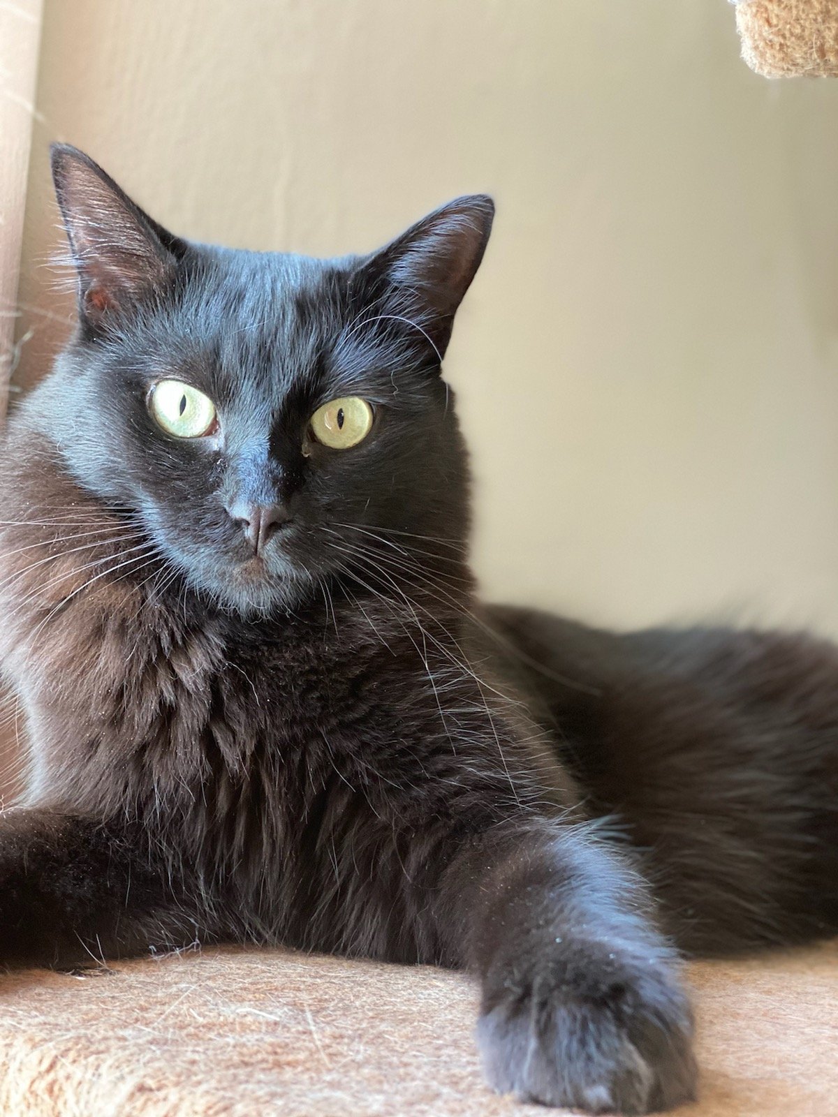 adoptable Cat in Redding, CA named Fauna