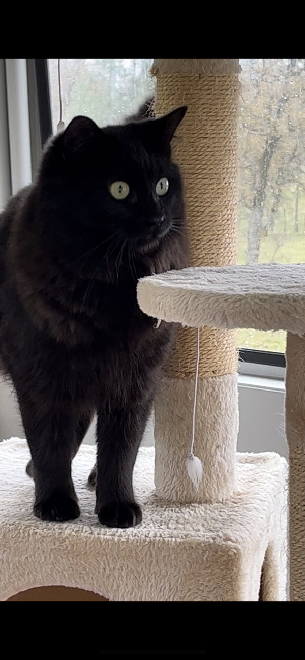 Pippin