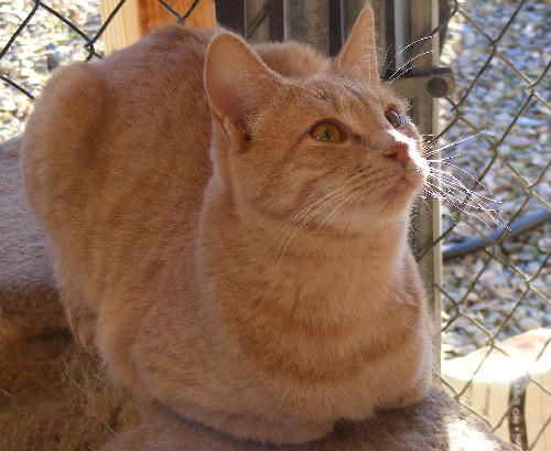 Pumpkin