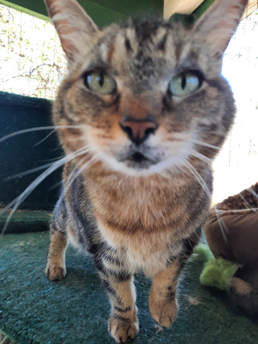 adoptable Cat in Redding, CA named Gracie