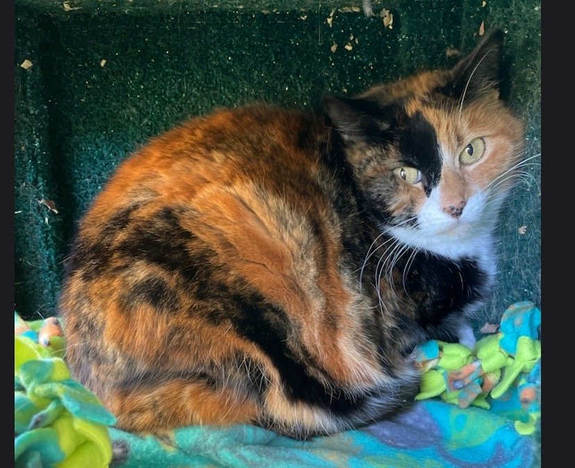 adoptable Cat in Redding, CA named Cali