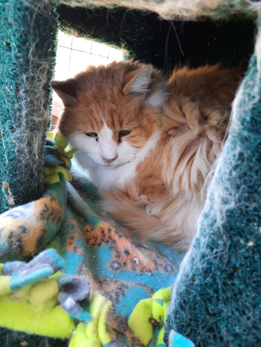 adoptable Cat in Redding, CA named Gadget