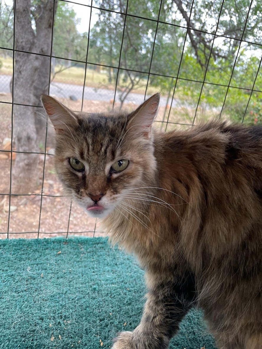 adoptable Cat in Redding, CA named Gabby
