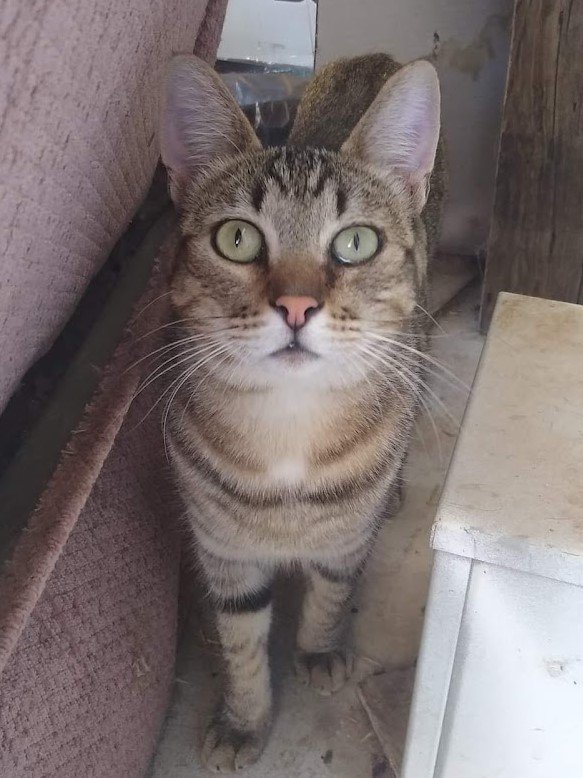 adoptable Cat in Redding, CA named Loki