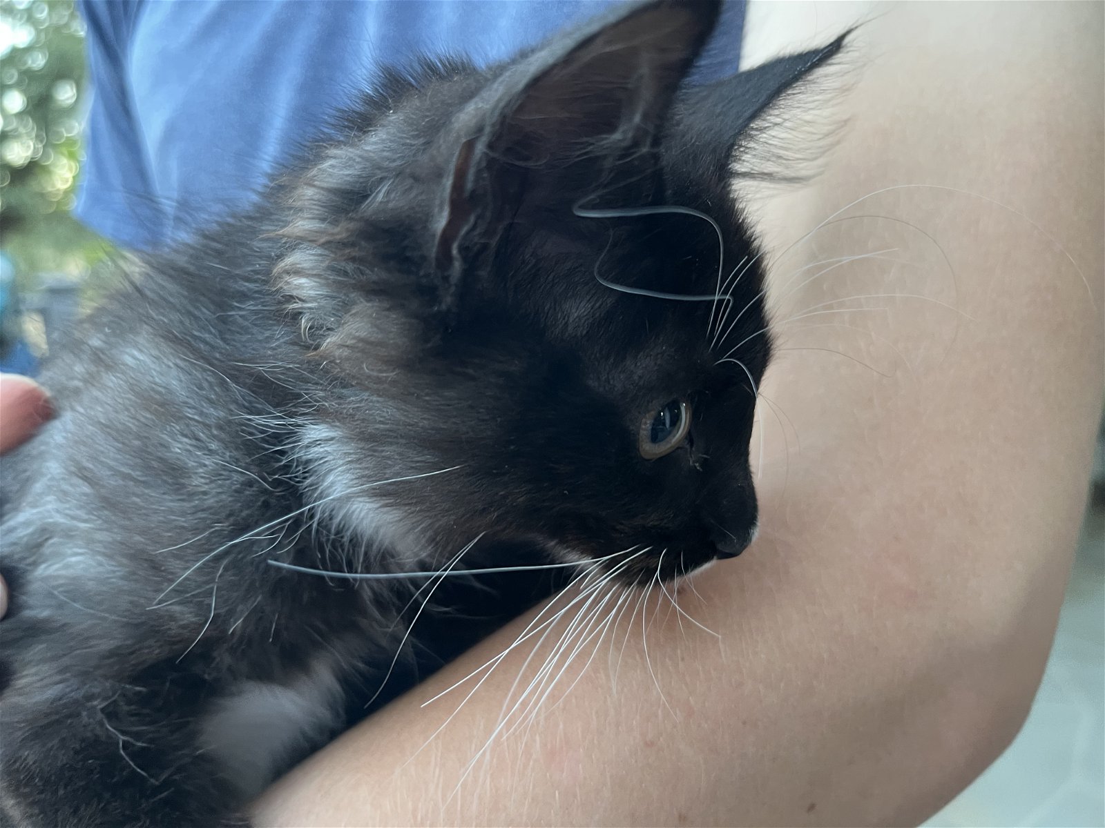 adoptable Cat in Redding, CA named Oreo