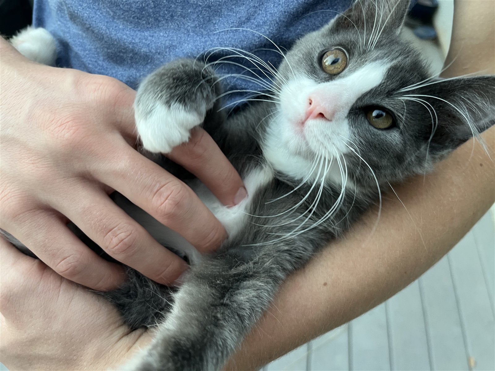 adoptable Cat in Redding, CA named Smokey