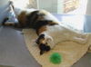 Jellybean