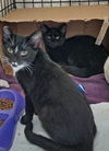 Barn Kitties