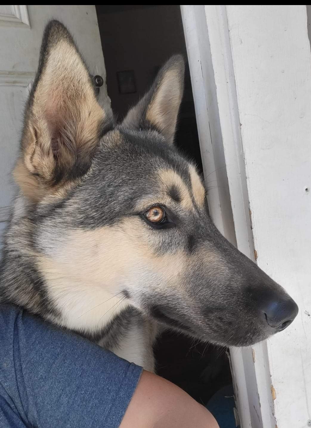 adoptable Dog in Redding, CA named Kai