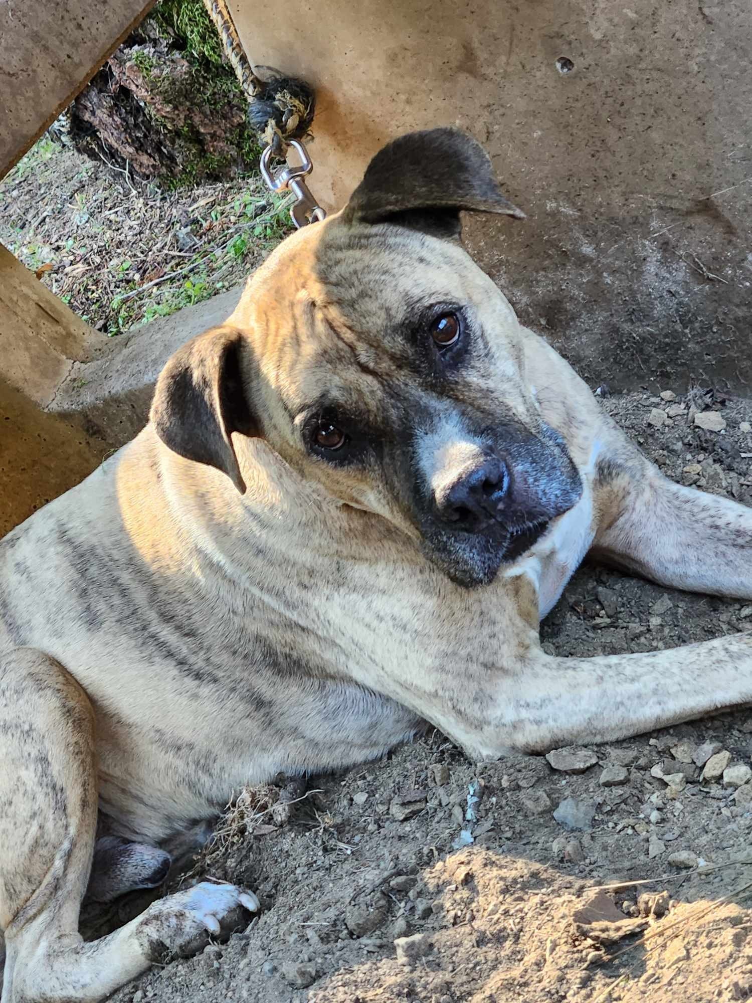 adoptable Dog in Redding, CA named Rocky