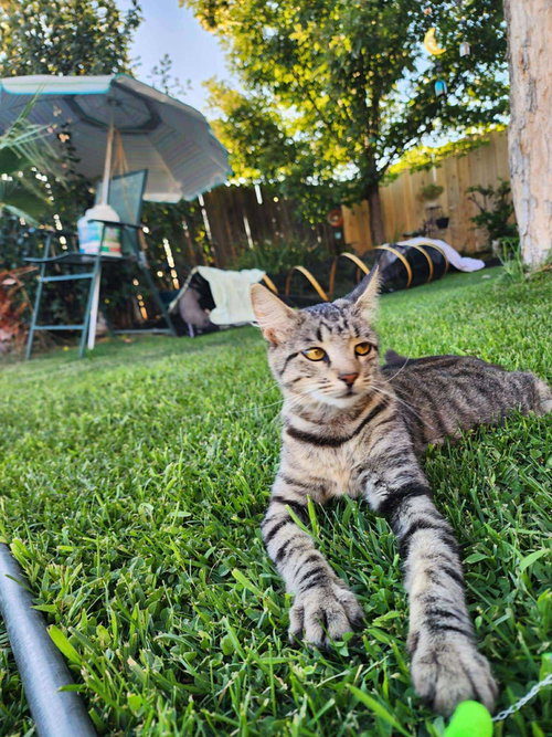 picture of the cat needing adoption