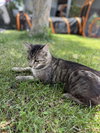 Lily - Photo 2