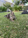 Lily - Photo 4