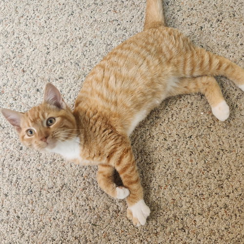 Simba